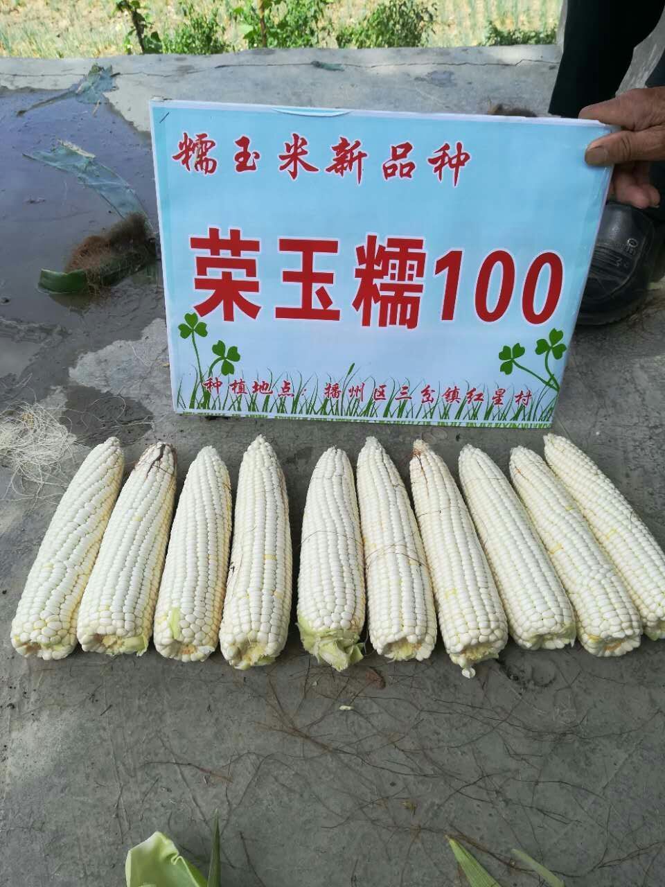 荣玉糯100